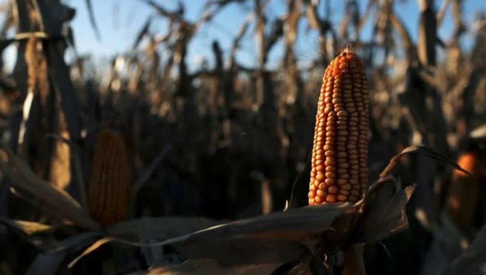Los embarques de maíz nacional alcanzan su nivel más alto en cinco años
