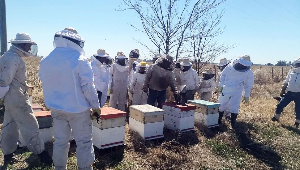 la diversidad de las abejas y los sistemas apícolas • Diario Núcleo