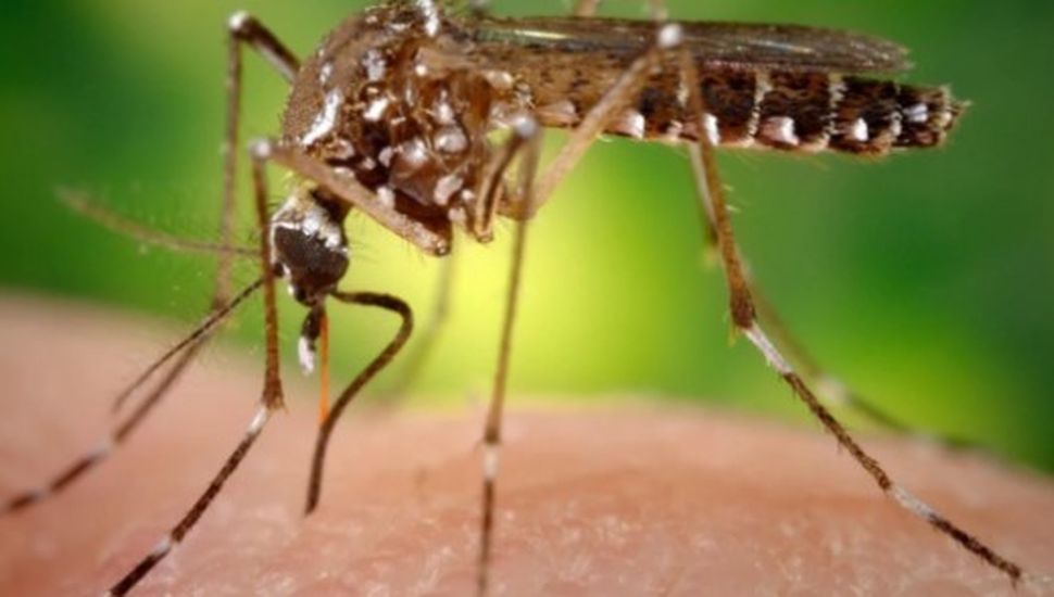 Hay 8 mil casos de dengue y más de 500 de chikungunya en el país