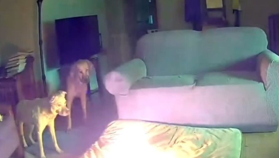 Un perro provocó un incendio al morder una batería de litio