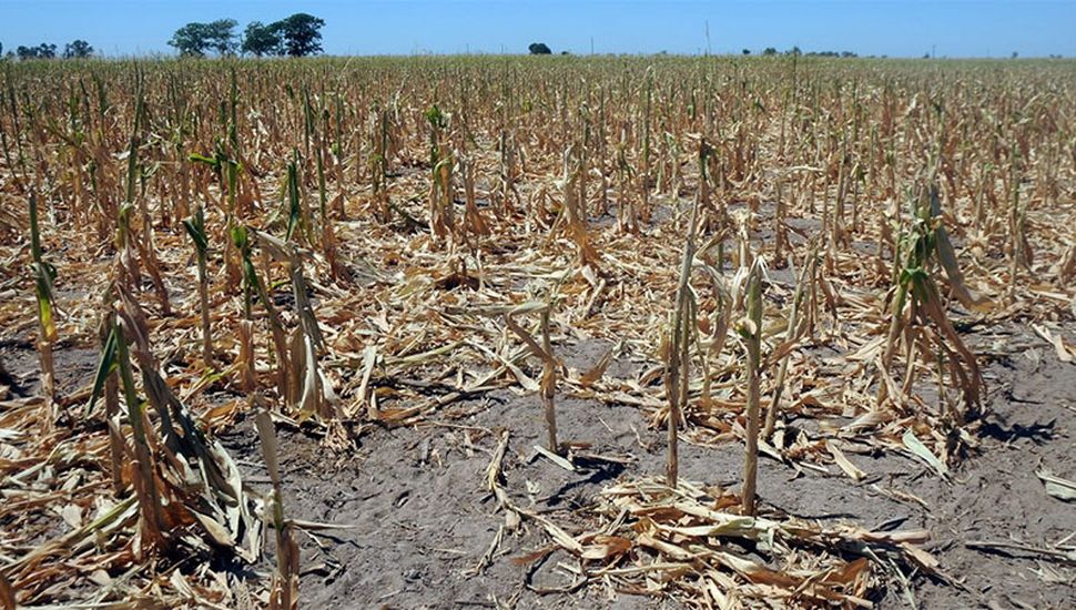 El campo reclama medidas urgentes para suplir la crisis de la sequía