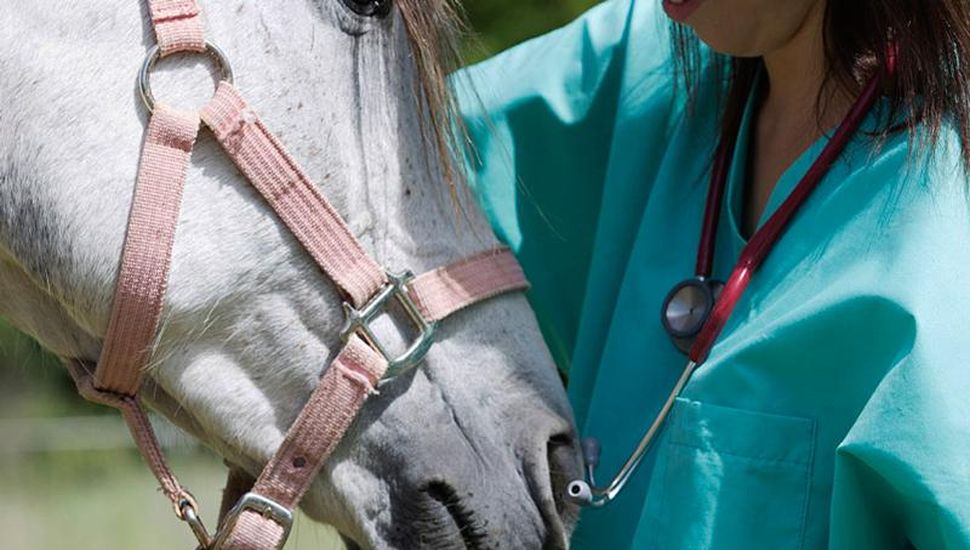 Disponen alerta sanitaria por un virus que afecta a caballos