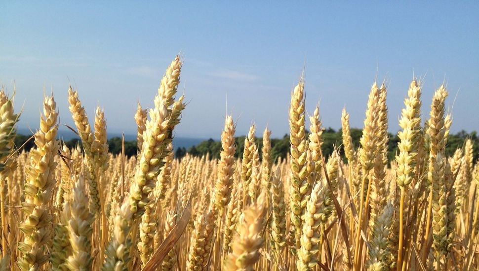 Advierten posible caída de rindes en trigo por un invierno sin frío