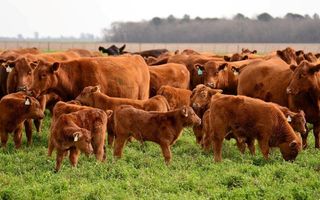 Acuerdo Mercosur-UE: referentes de la Región analizan el mercado europeo sin aranceles