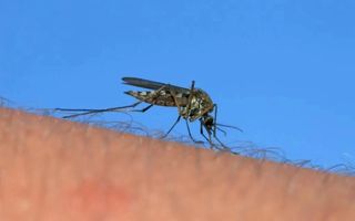 Alerta epidemiológica: nuevo caso de dengue y 77 de Coqueluche