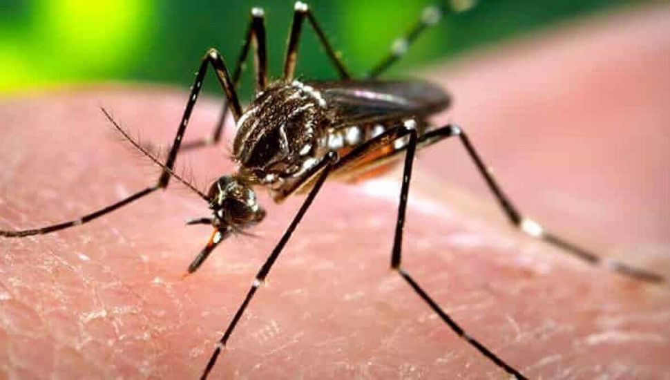 Pergamino superó los 100 casos de chikungunya