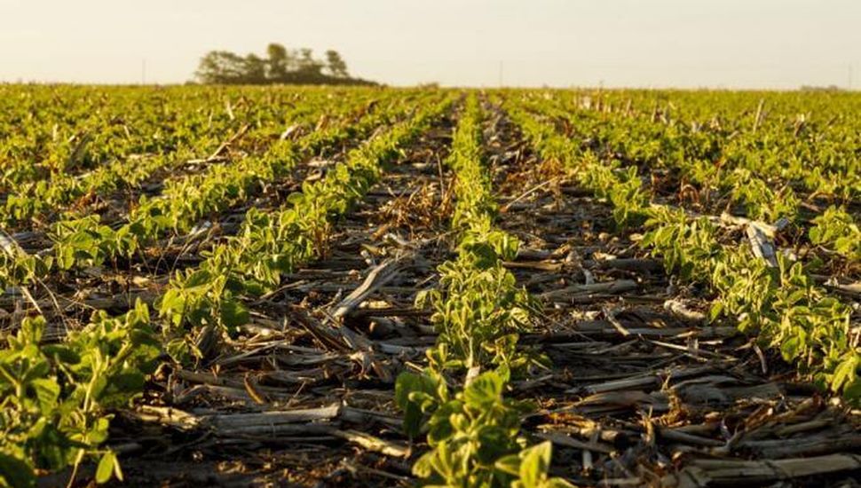 Ya se sembró cuarto de la soja de primera en la zona núcleo
