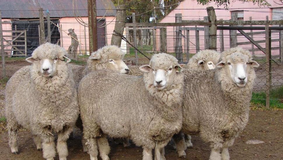El Instituto Maiztegui detectó el primer caso de contagio de encefalomielitis equina en una oveja