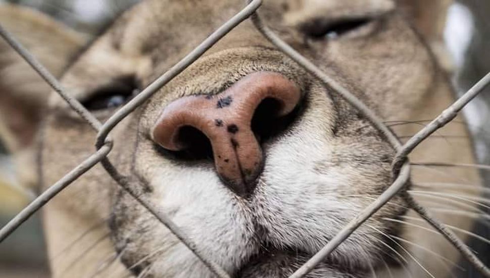 A diez años del cierre del zoo de Colón, tres pumas siguen en cautiverio esperando un hogar