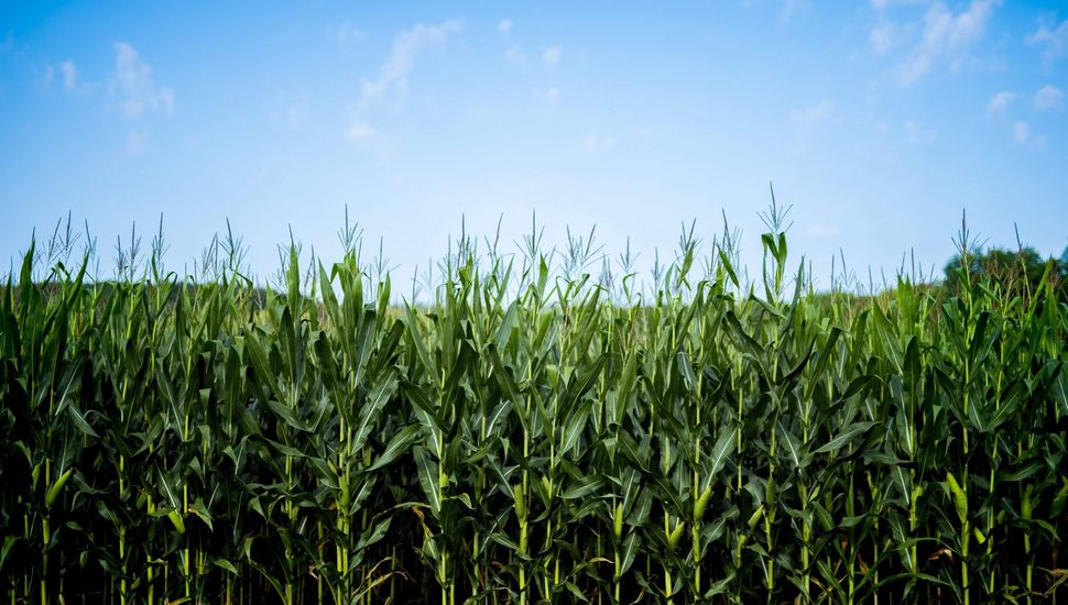 Las cuentas en quintales de los principales cultivos