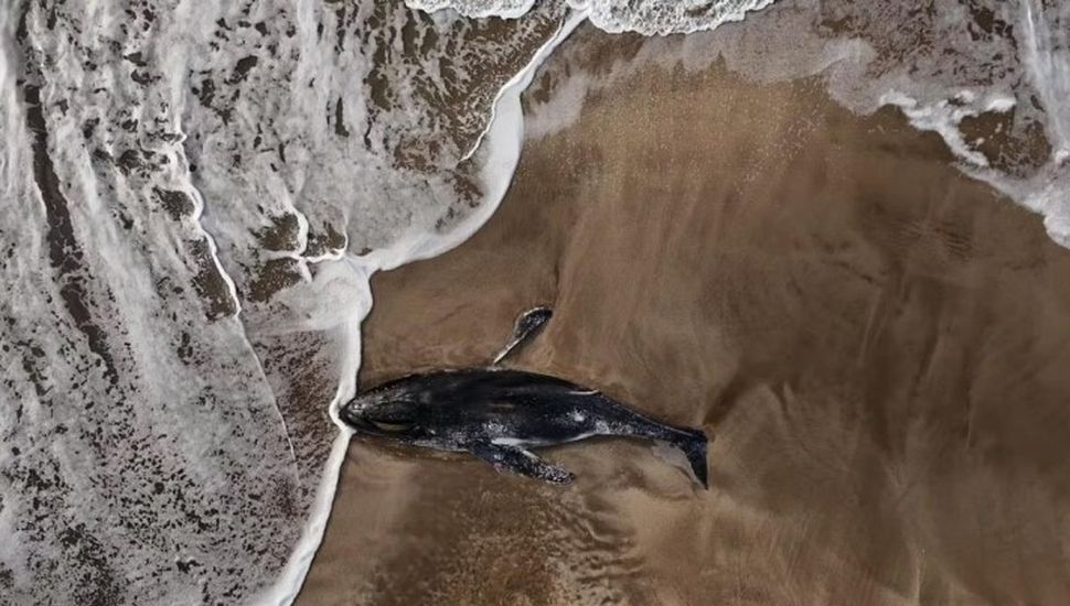 Investigarán las causas por las que una ballena apareció muerta en la costa de Pinamar