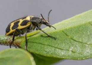 Alertan a ganaderos por una posible intoxicación del escarabajo “7 de oro”