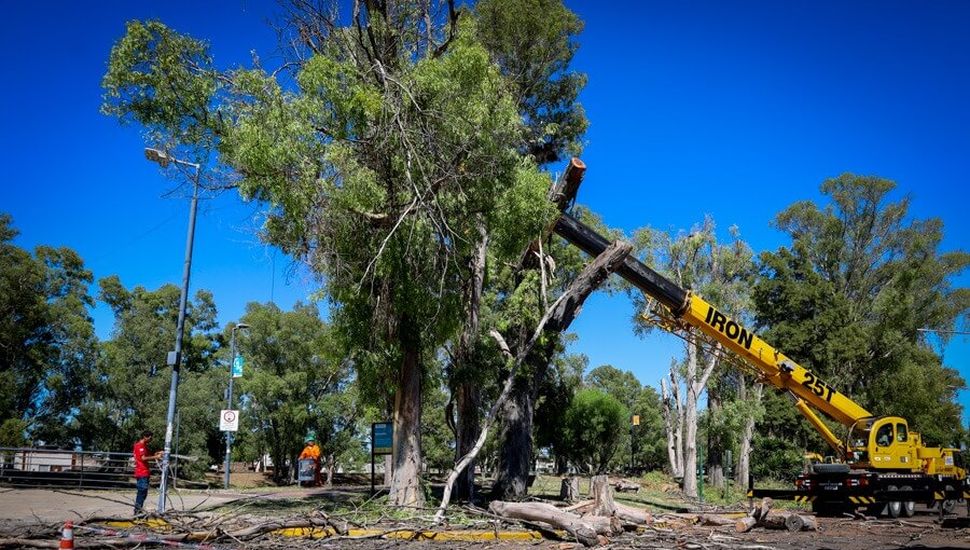 Trabajos de poda de limpieza de ramas secas en el Paseo Ribereño