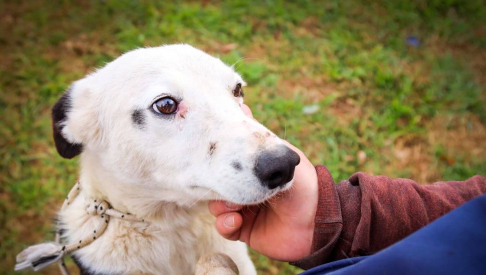 El Móvil de Veterinaria estará en el barrio Acevedo