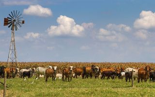 La ganadería volvió a ganar: 2025 dejó márgenes históricos en Rojas