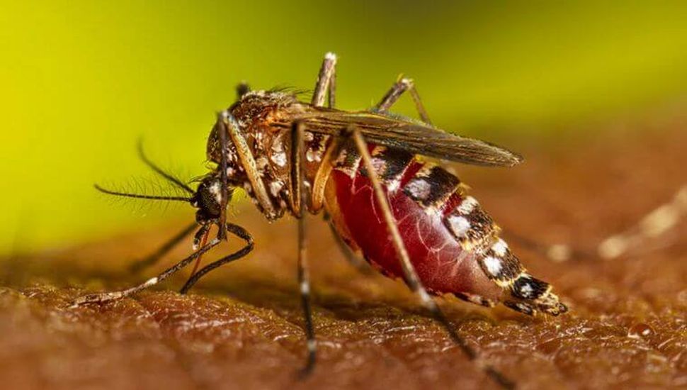 Ya son 238 las muertes por dengue y los contagios superan los 333 mil