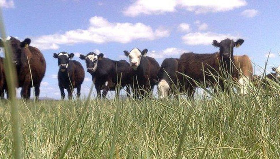 110 días sin agua: La sequía complica los cultivos y condiciona la venta de bovinos