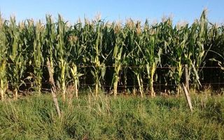 El 20% de los lotes de maíz temprano salieron de su condición de muy buenos durante la última ola de calor