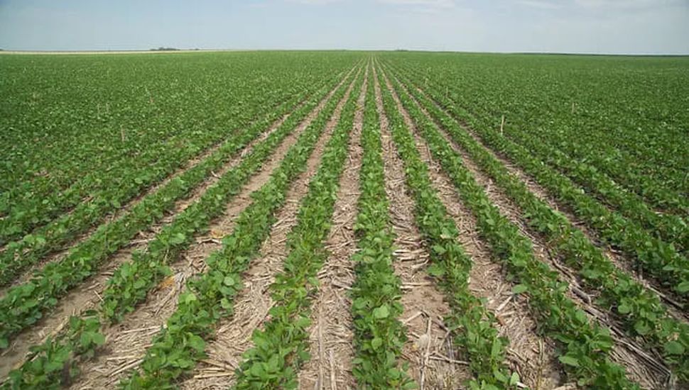 El 55% del área sojera ya está implantada en la región núcleo