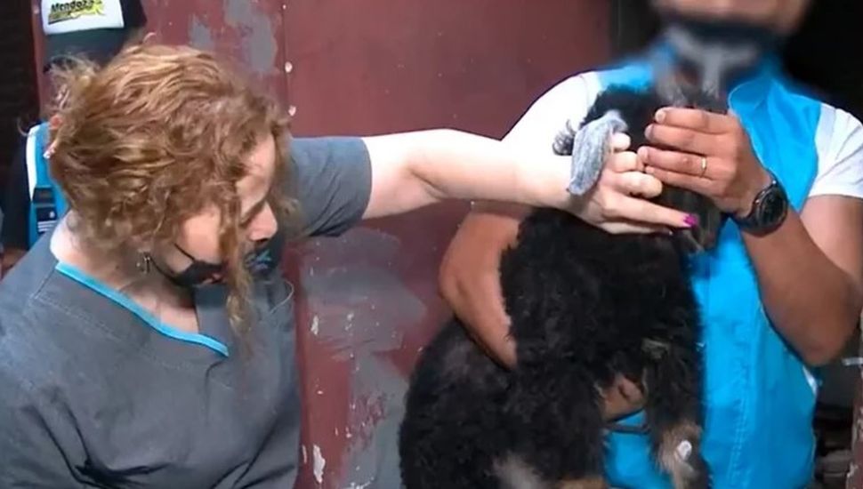 Rescatan en Rosario 40 animales que iban a ser sacrificados en un ritual