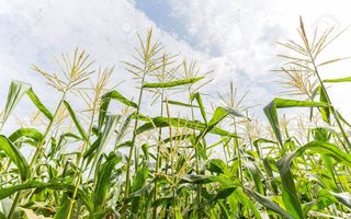 El maíz 2025/26 apunta a un salto productivo del 20% respecto a la campaña pasada
