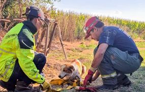 Exitoso rescate de un perro que cayó en un pozo en Inés Indart