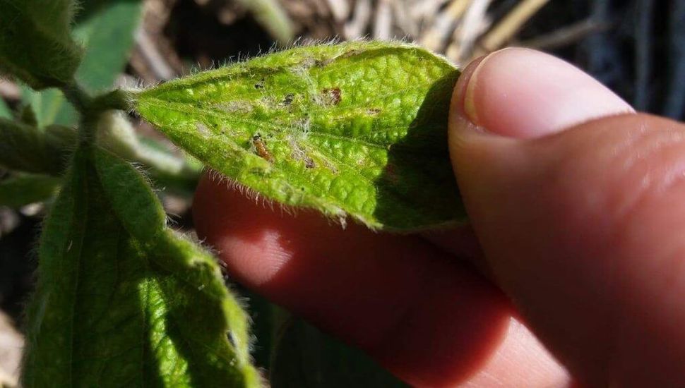 Isoca bolillera: presente una campaña más