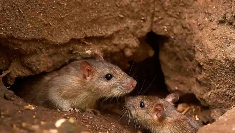 Se eleva a cuatro el número de muertes por Hantavirus en la provincia de Buenos Aires