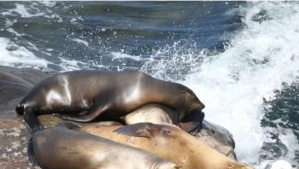 Investigan la muerte de casi 50 lobos marinos en Necochea