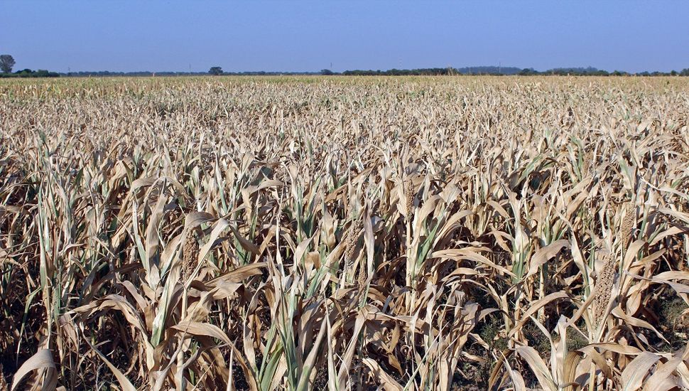 Estiman pérdidas en la cosecha de soja y maíz que superan los US$19 mil millones