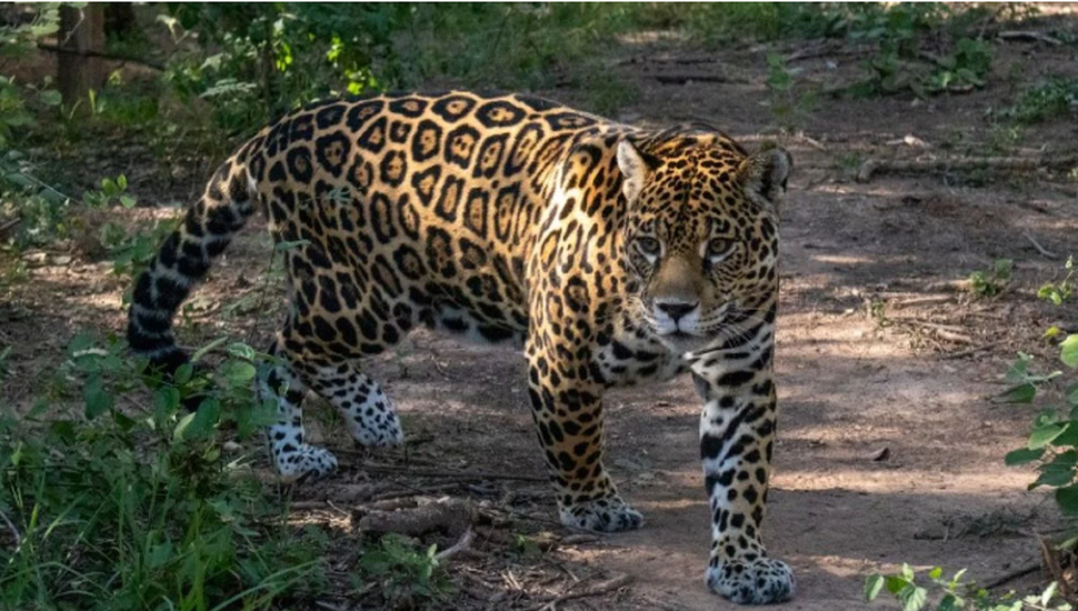 Pidieron frenar la deforestación en defensa del yaguareté