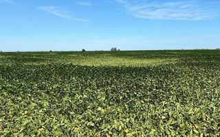 Casi medio millón de hectáreas de soja de primera en condiciones regulares en la región núcleo