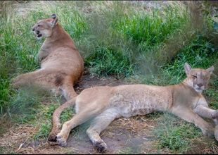 El traslado de los pumas del ex zoológico de Colón a Entre Ríos tiene fecha confirmada