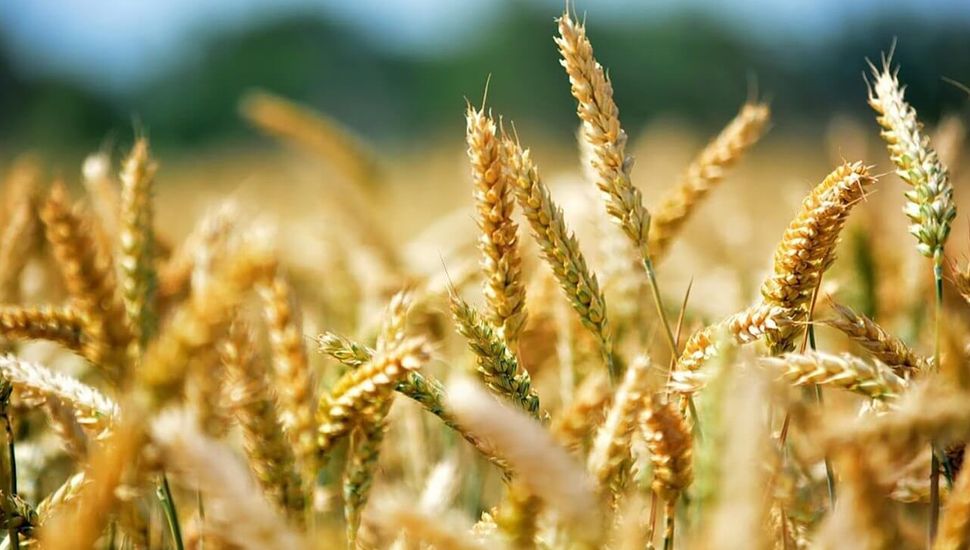 Trigo: se estiman rindes de entre 50 y 70 qq/ha en Pergamino y Rojas