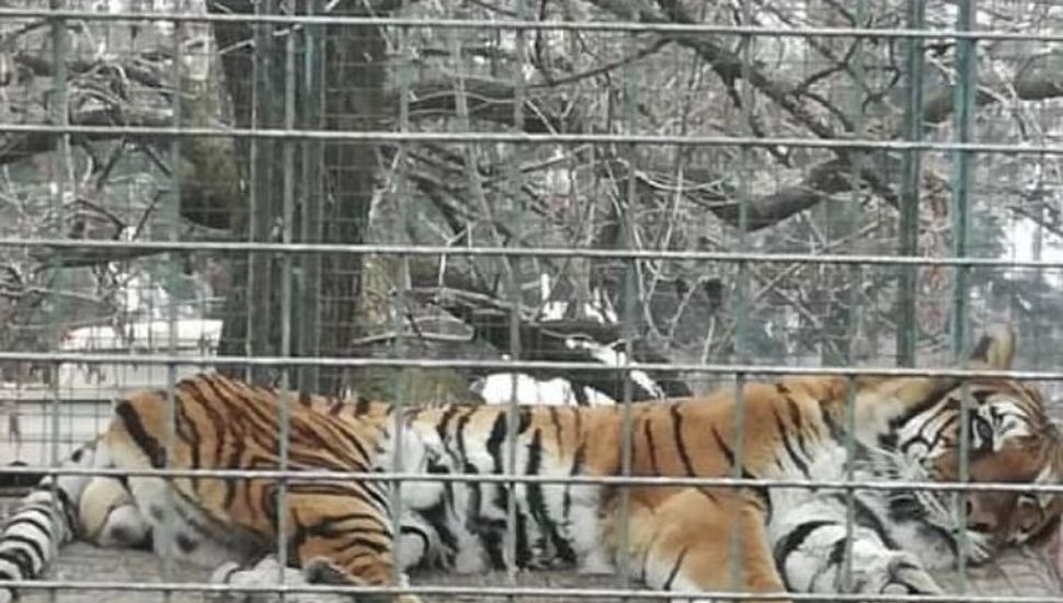 Operativo en el Zoo de Luján: evalúan el rescate de 60 tigres y leones