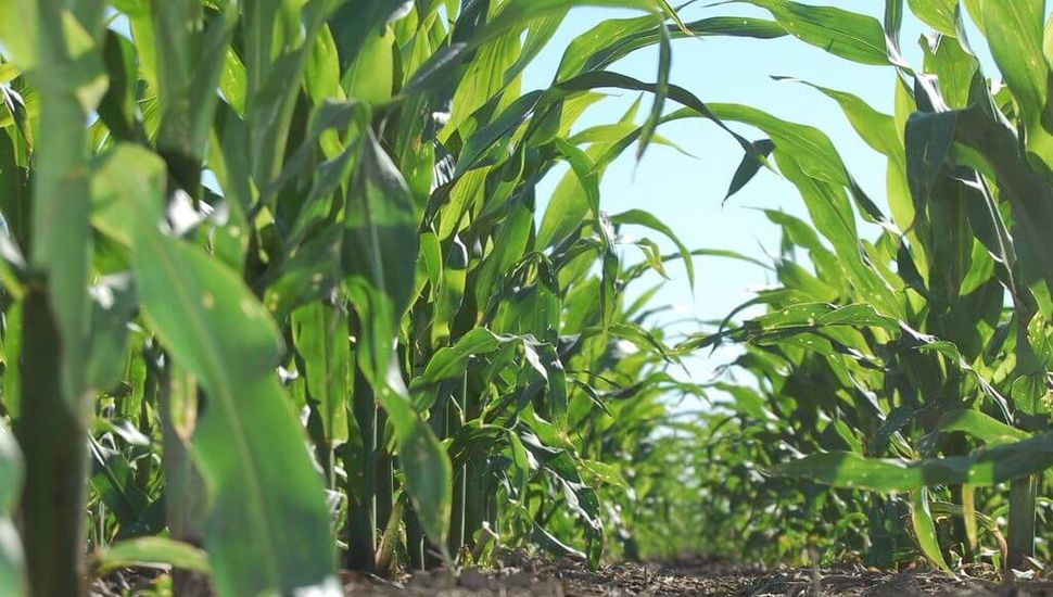 Las lluvias reafirmaron la intención de siembra del maíz temprano en Pergamino