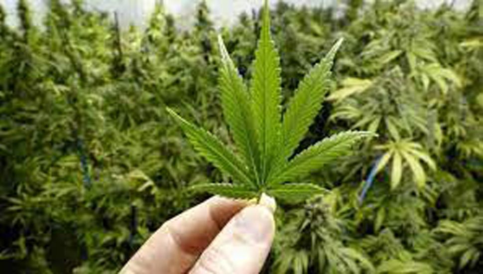 Ordenan devolver plantas de cannabis a un paciente oncológico