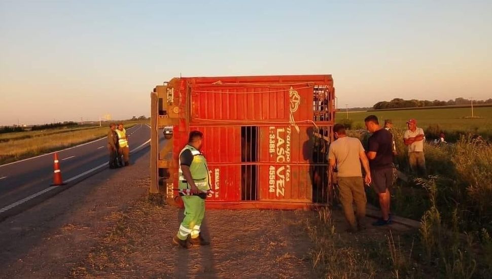 Volcó un camión que transportaba ganado en la autopista Ruta 8