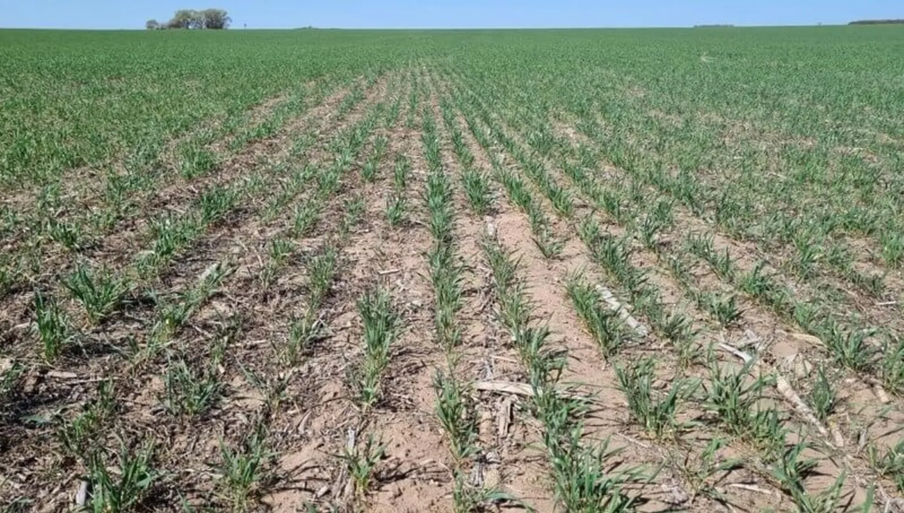 Continúa cayendo la producción de trigo por la falta de agua
