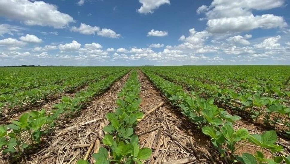 Soja: planificación y criterios para la elección de herbicidas pre-emergentes