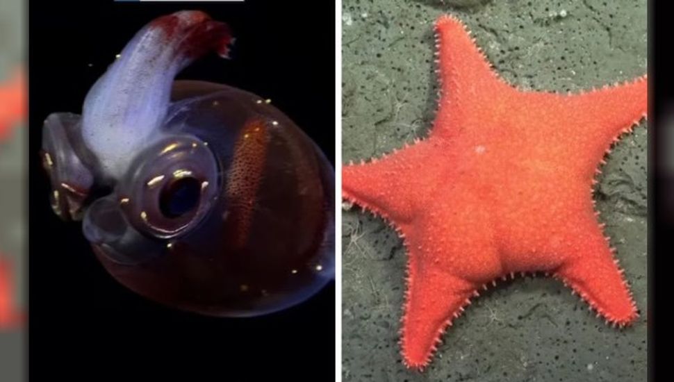 El pulpo "Dumbo" y la estrella de mar "culona" se despiden del streaming del Conicet
