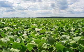 La biotecnología como complemento al manejo de malezas en soja