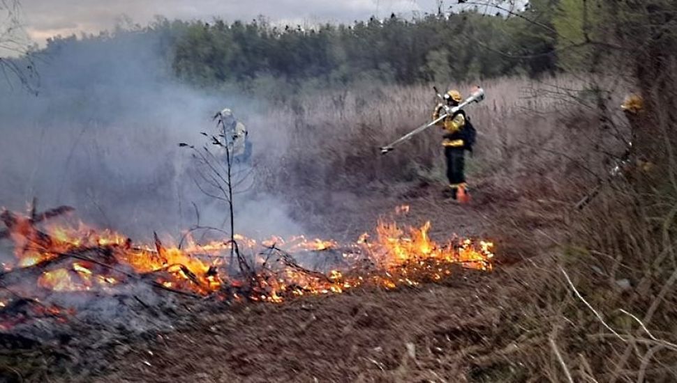 Un incendio afectó cerca de 5.000 hectáreas de bosque nativo