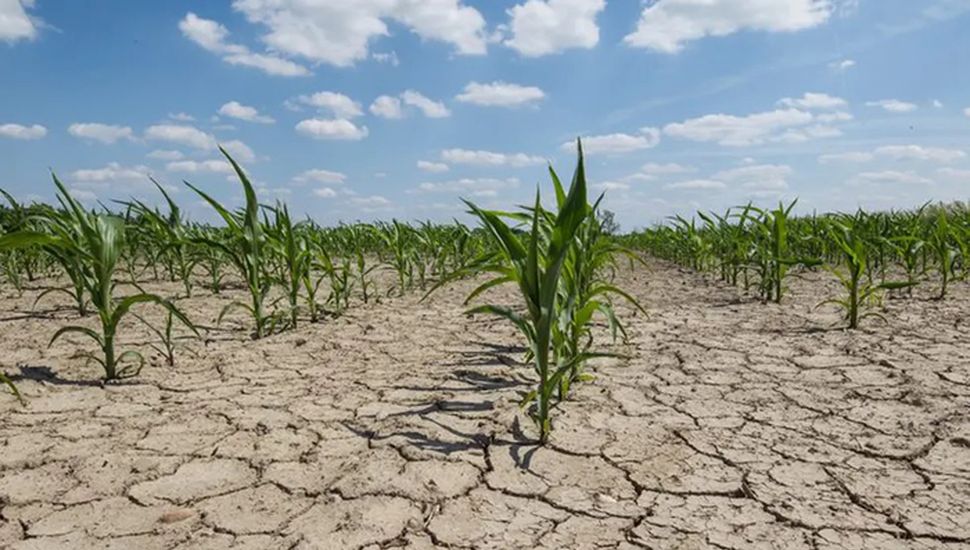 Por la sequía prorrogaron la emergencia agropecuaria en Pergamino y la Región