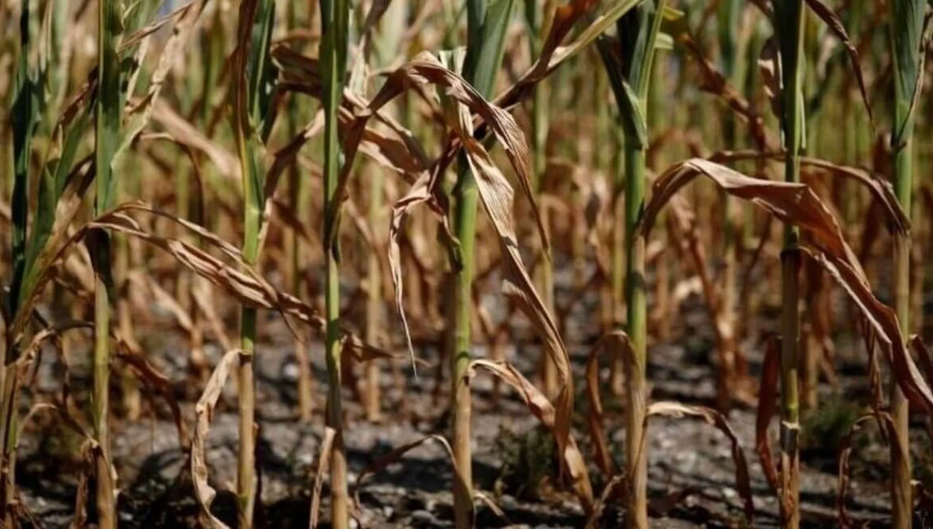 La sequía provoca la caída de un 10% en el potencial del trigo • Diario ...