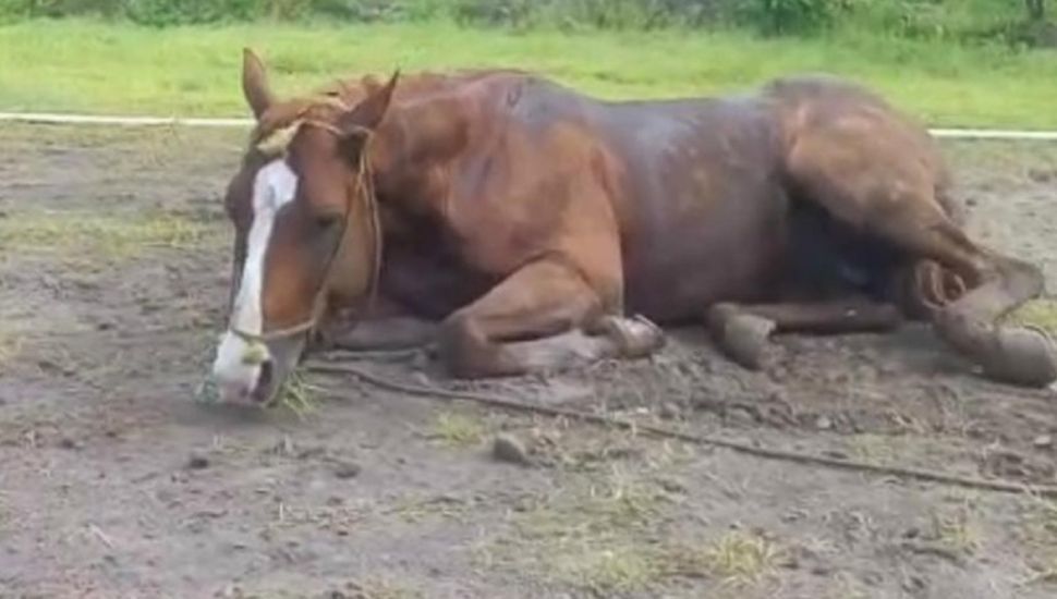 Confirmaron 42 casos de encefalitis equina en 30 municipios bonaerenses