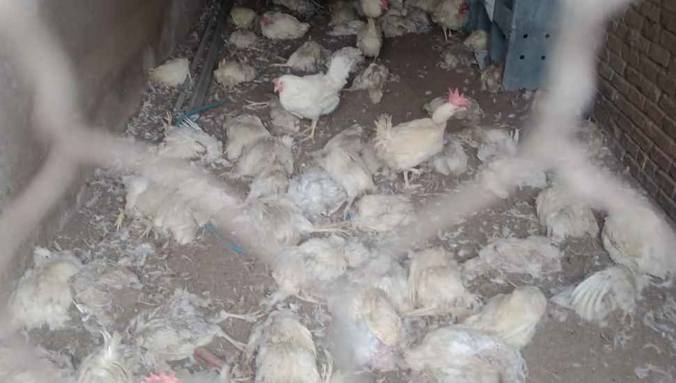 Murieron 600 gallinas en una granja de Colón de manera misteriosa