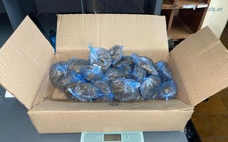 Condenan a una organización que abastecía drogas a distintos narcokioscos de Colón