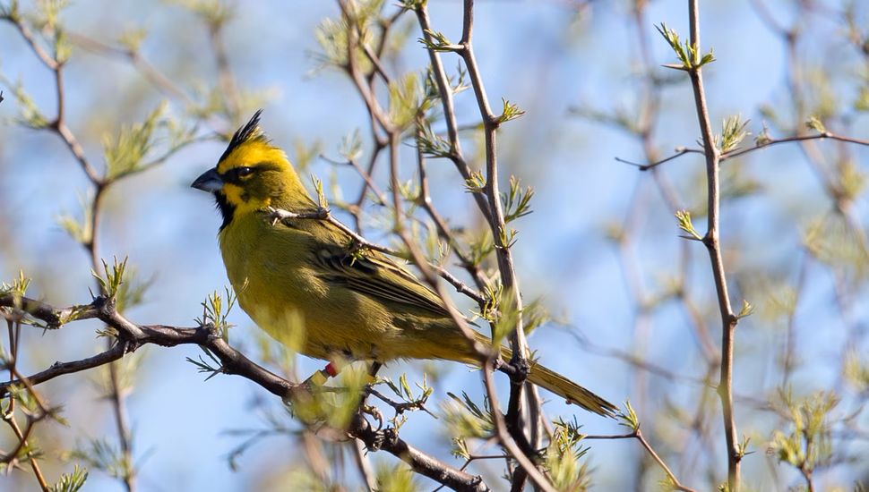 Argentinos luchan contra el tráfico ilegal del cardenal amarillo para devolverlo a su hábitat natural