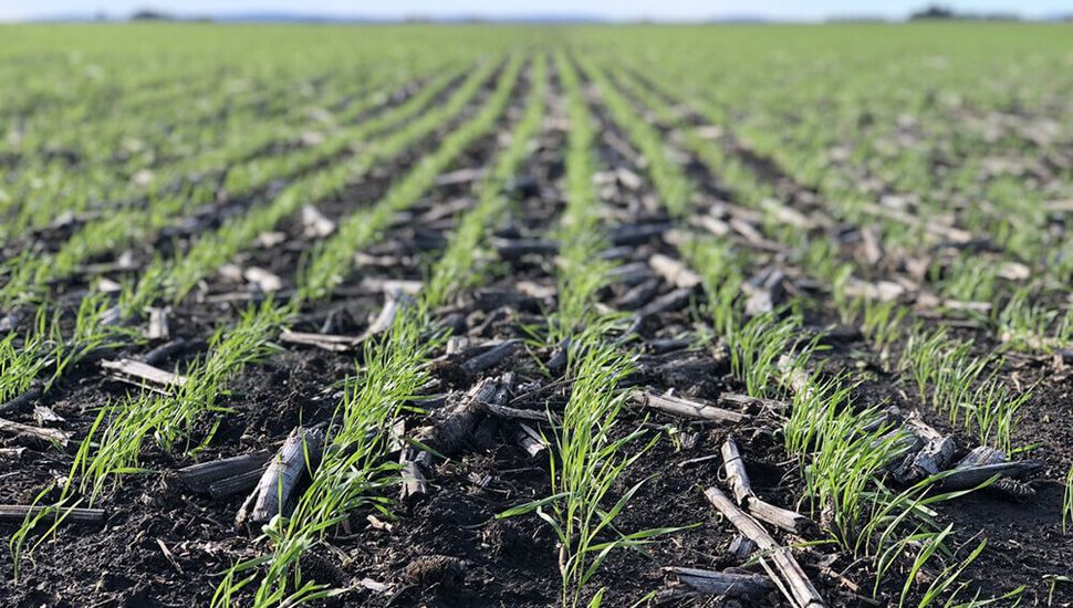 La siembra de trigo podría caer hasta un 60% en la zona núcleo
